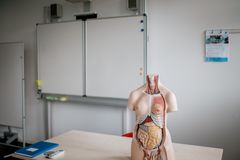 Eine Lernfigur der Organe des menschlichen Körpers symbolisiert die Firmen-Benefits zur Gesundheitsförderung.