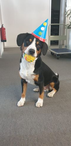 Foto von Sammy