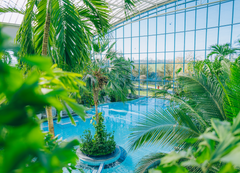 Palmen und Pool